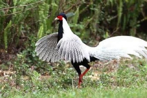 Thanh Hóa: Phát hiện loài gà có tên trong sách đỏ quý hiếm ở rừng đặc dụng Pù Hu