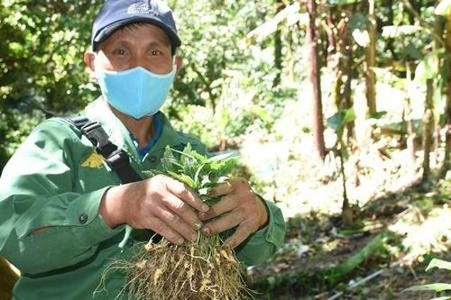 Nâng tầm HTX dược liệu để tham gia vào chuỗi giá trị tỷ đô