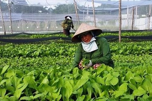 Ổn định đời sống thành viên bằng nông nghiệp sạch