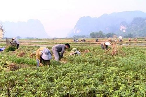 Lực đẩy giảm nghèo từ HTX đa dịch vụ