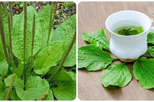 Cây mã đề nấu nước uống có tác dụng gì?