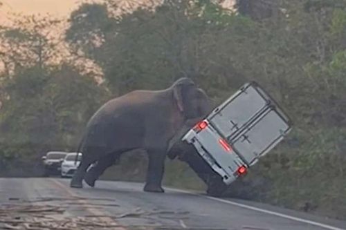 Voi rừng hung hãn húc đổ xe bán tải
