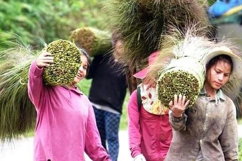 Rủ nhau đi hái lộc rừng