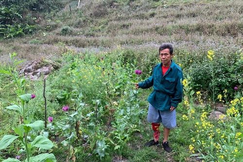 Lai Châu: Phát hiện 2 đối tượng lén lút trồng hơn 2.000 cây phiện