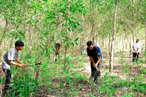 Dự thảo Luật Đất đai (sửa đổi): Phải giải quyết cách hiểu khác nhau về đất rừng