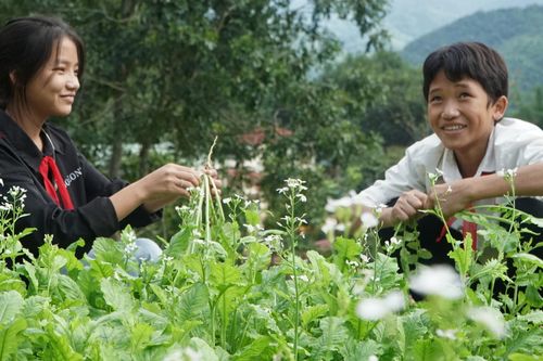 Thanh Hóa: Học sinh trồng rau gây quỹ lớp, phụ huynh không phải nộp tiền