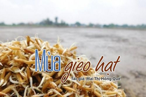Tản văn hay: Mùa gieo hạt