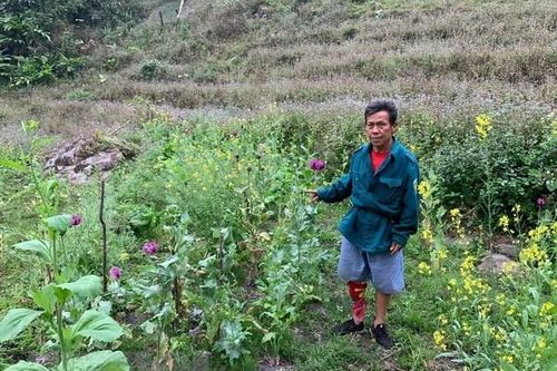 Lai Châu: Phát hiện 4 thửa ruộng trồng cây xanh nghi là thuốc phiện
