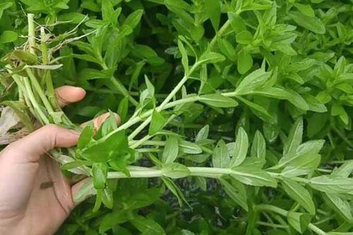 Loại rau tưởng chỉ làm gia vị không ngờ lại trị được nhiều bệnh 'nan y', không biết là phí cả đời