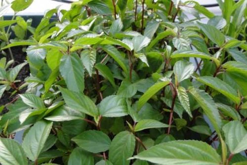 Loại rau giá rẻ bèo được bán đầy chợ, từ lá đến hạt trị được 'bách bệnh'