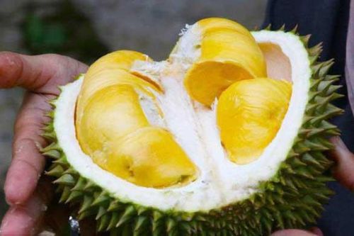 Sầu riêng 'gây nghiện' cho nhiều người nhưng những đối tượng này 'thèm đến mấy' cũng chớ đụng vào kẻo rước họa