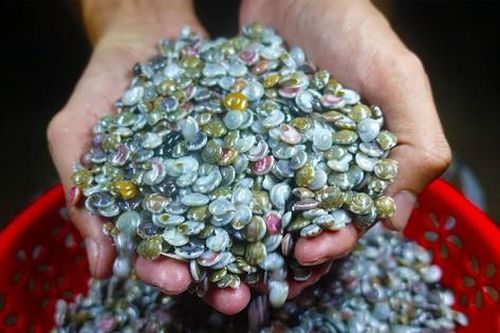 Dân tình thích thú với món ốc 'bé bằng nút áo, màu sắc rực rỡ' mà không biết sự thật rùng mình phía sau