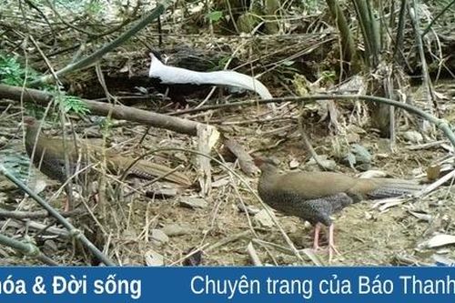 Phát hiện 2 loài gà quý hiếm tại Khu BTTN Pù Hu