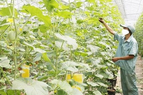 Công nghệ thay đổi tầm nhìn nông dân Việt