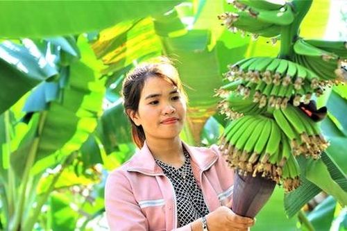 Liên kết chuỗi giúp giảm nghèo trên vùng đất khó