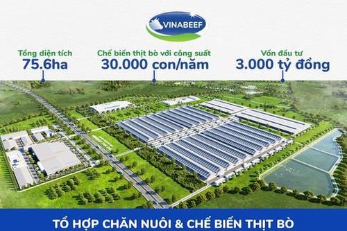 Khởi công tổ hợp chăn nuôi, chế biến thịt bò khép kín