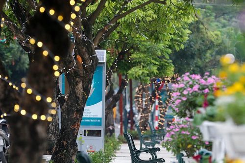 Đề xuất di dời 40 cây nhãn, trồng thay thế bằng cây Giáng hương khu vực phố đi bộ Trịnh Công Sơn