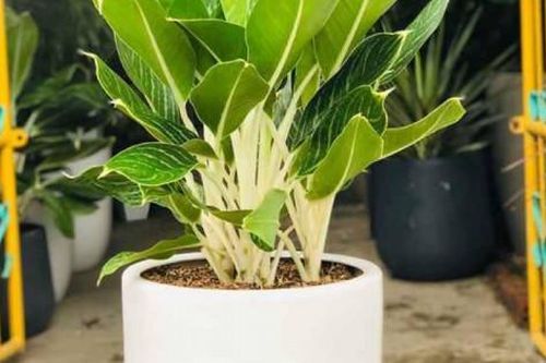 Cách chọn cây trồng phong thủy hợp mệnh hút tài lộc cho gia chủ