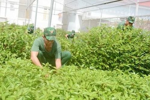 Trồng rau trên đá, nuôi cá dưới suối