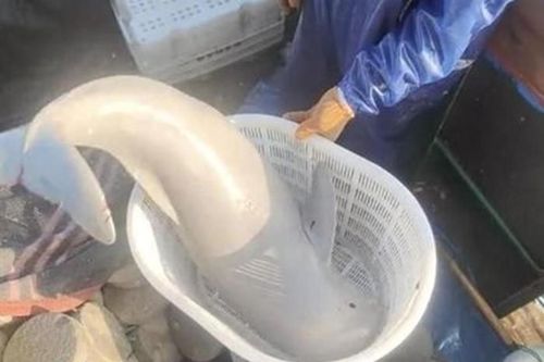 Bắt được cá ánh bạc khắp người, chuyên gia phán: 'Loài thần tiên'