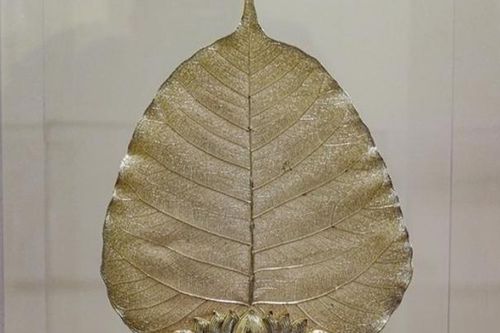 Cận cảnh độc bản lá Bồ Đề dát vàng lớn nhất Việt Nam
