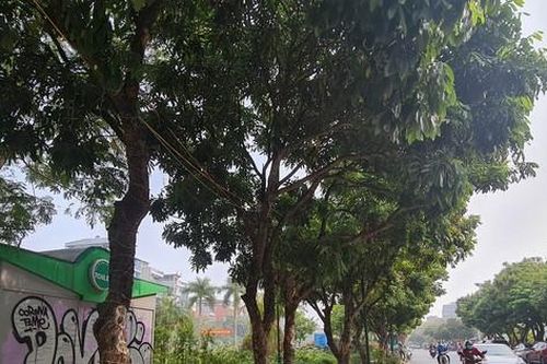 Di dời hàng cây nhãn 30 năm tuổi trong không gian đi bộ phố Trịnh Công Sơn