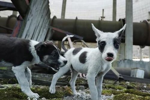 Phát hiện kinh ngạc về những con chó ở vùng thảm họa hạt nhân Chernobyl