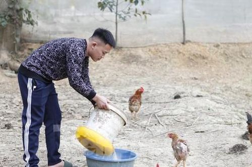 Cầu nối hoàn lương