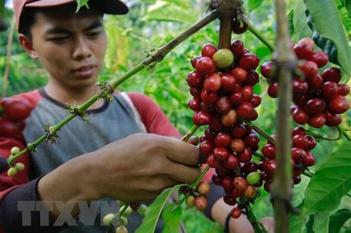 Indonesia ký kết Hiệp định Càphê Quốc tế giúp gia tăng xuất khẩu
