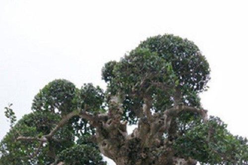 'Hô biến' cây duối mọc ở bờ rào thành bonsai tiền tỷ