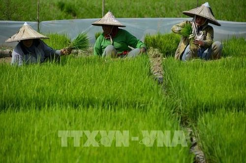 Indonesia đối mặt với nguy cơ thiếu gạo trong năm 2023