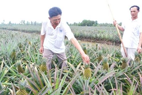 Cách làm mới giúp nông dân trồng khóm ở Vị Thanh thu trăm triệu mỗi năm