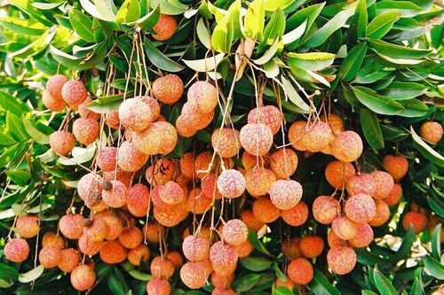 Đặc sản Hải Dương mà bạn không thể bỏ lỡ