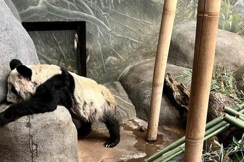 Cư dân mạng Trung Quốc xót xa, đòi đưa gấu trúc Ya Ya từ Mỹ về nước