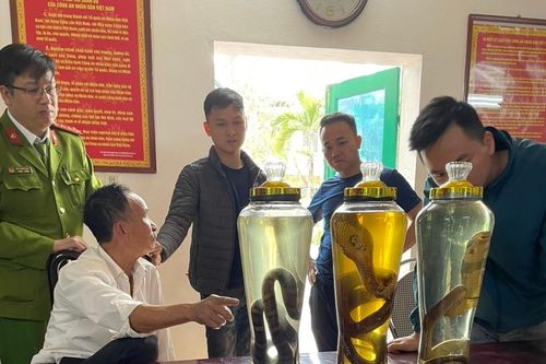 Chở 3 bình rượu rắn đi tiêu thụ, người đàn ông bị khởi tố