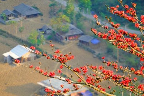 Đẹp hút hồn mùa hoa gạo rực đỏ núi rừng Hà Giang