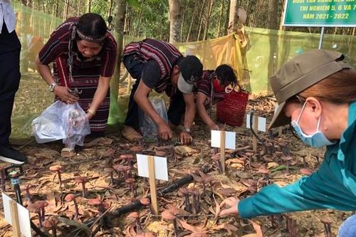 Đồng Nai: Nghiên cứu thành công trồng nấm linh chi đó dưới tán rừng phòng hộ