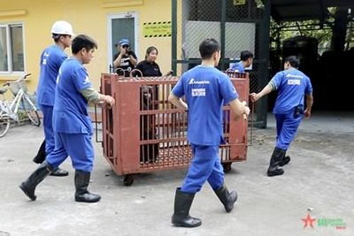 Tổ chức động vật châu Á tiếp nhận một cá thể gấu ngựa từ xã Phụng Thượng, Hà Nội