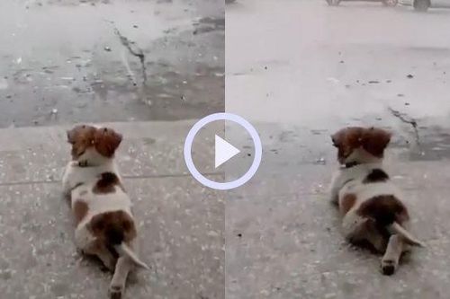'Tan chảy' với hình ảnh chú cún thư thái nằm ngắm mưa rơi