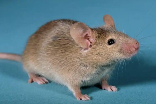 Tạo chuột con từ hai con chuột đực