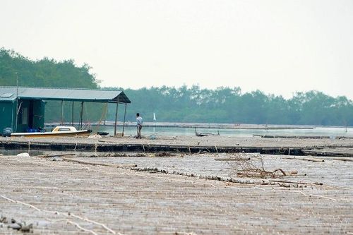 Quảng Ninh: Hơn 10km sông bị chiếm dụng nuôi hàu trái phép