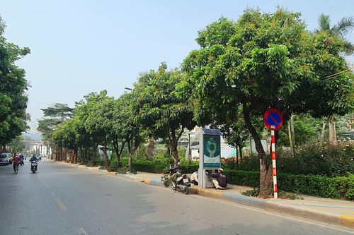 Hà Nội: Đề xuất đánh chuyển hàng cây nhãn ở không gian đi bộ Trịnh Công Sơn
