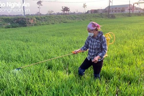 Gần 250 ha lúa xuân ở Nghệ An nhiễm bệnh đạo ôn