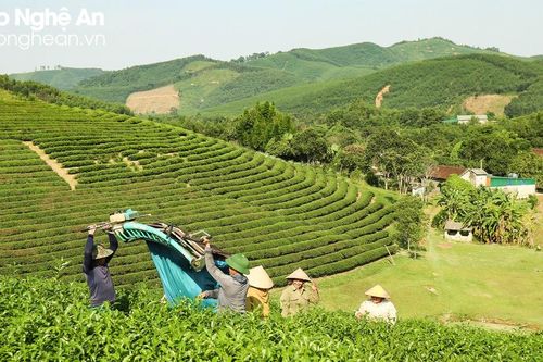 Giá chè búp vụ xuân tăng, nông dân Nghệ An phấn khởi thu hoạch