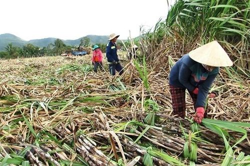 Khánh Hòa được mùa mía, nhưng chi phí sản xuất cũng tăng cao