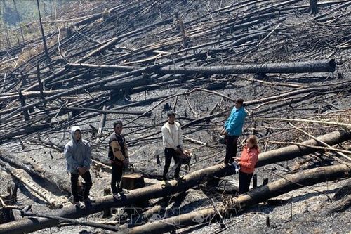 Ngang nhiên thuê người phá 4,4 ha rừng phòng hộ để chiếm đất