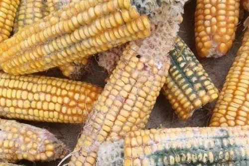 Người phụ nữ qua đời vì ung thư gan do ăn thứ này hằng ngày, ai trong chúng ta cũng cần hết sức lưu ý