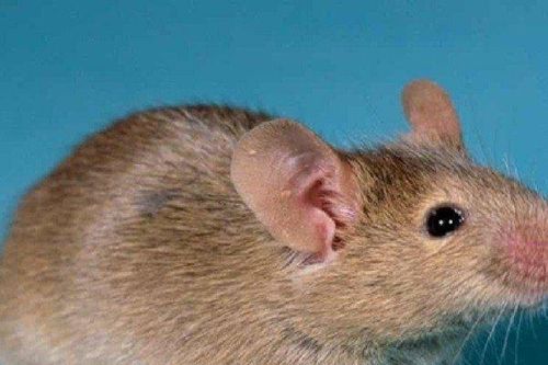 Nghiên cứu đột phá: Tạo ra chuột con từ hai con chuột đực