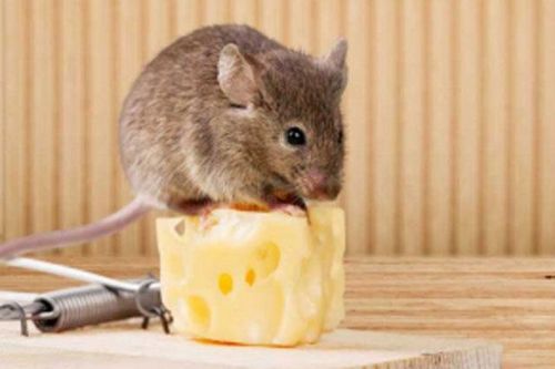 6 cách đuổi chuột trên trần nhà nhanh gọn nhẹ, ai cũng làm được
