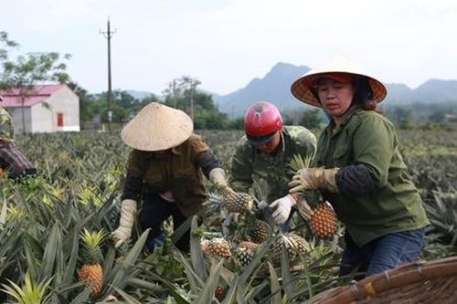 Lận đận mối liên kết giữa HTX và doanh nghiệp